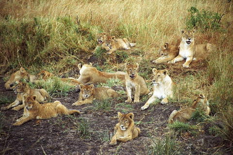 كينيا الساحرة أرض الأدغال Lion%20Pride,%20Masai%20Mara,%20Kenya
