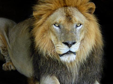 Panthera leo - bad hair day