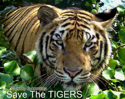 Save THE TIGERS