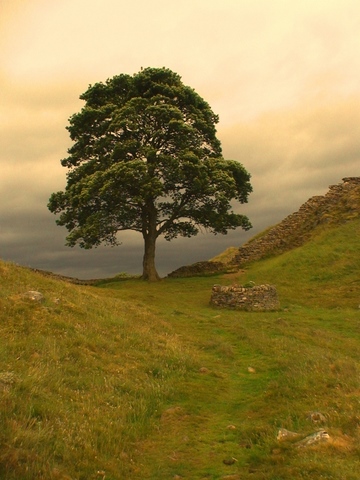 Robin Hood Tree, Hadrian’s Wall. Take time to discover new things. From Top 10 tips for keeping your energy up while traveling