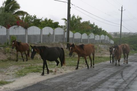 Wild Horses of Turks and Caicos - on the road.