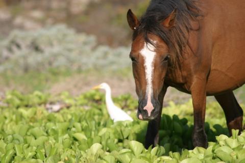 Wild Horses of Turks and Caicos 