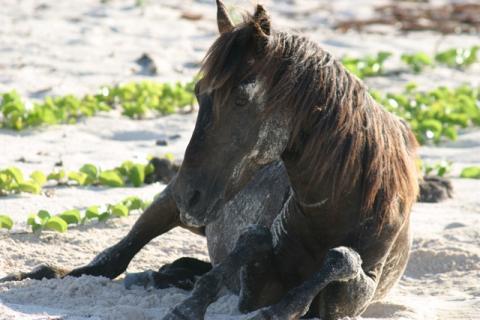 Wild Horses of Turks and Caicos 