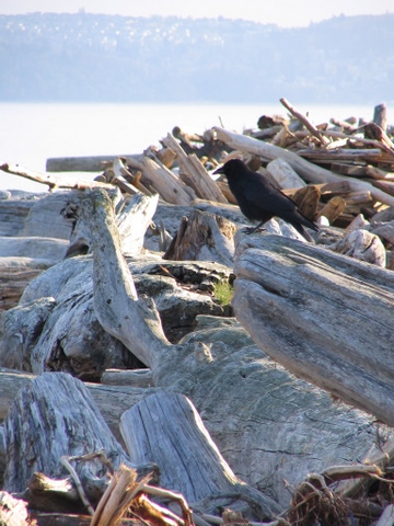 Point Robinson, Washington