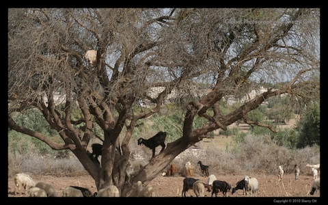 Goats in Trees - Morocco
