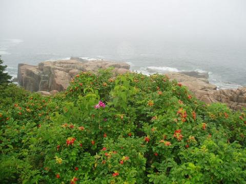 Acadia National Park