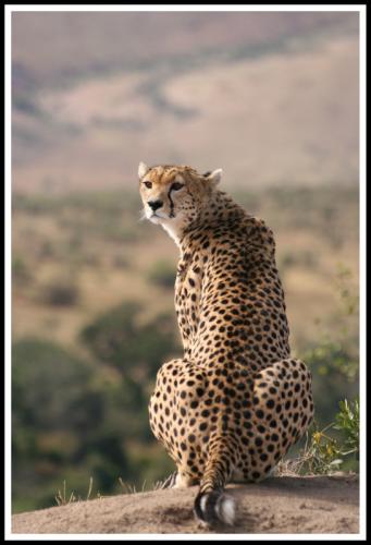 Cheetah – Masai Mara – Kenya