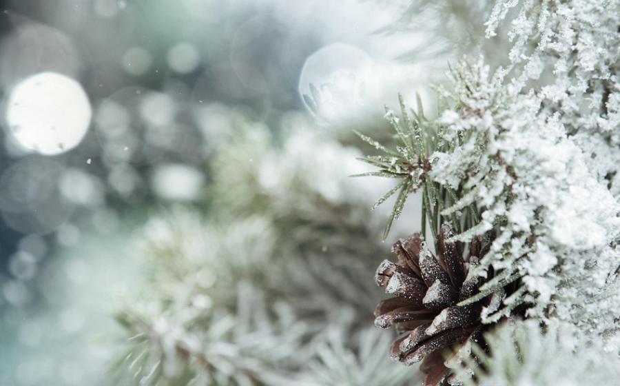 Frosted pine cones and boughs