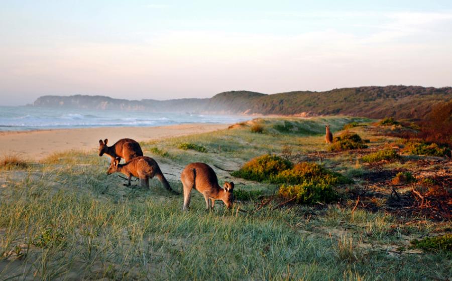 Kangaroos Grazing on the Beach in Australia