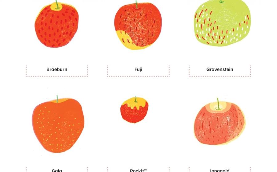 Hand printed illustration of different types of apples