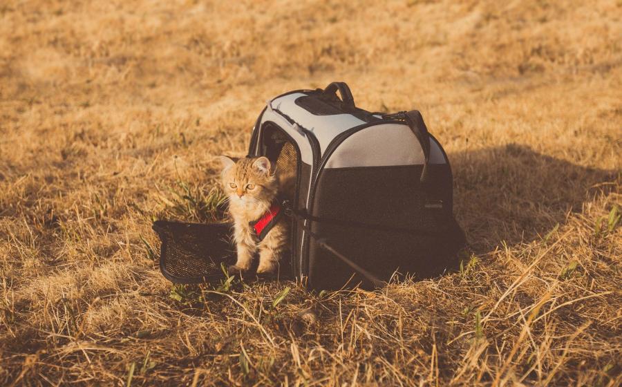 cat travel
