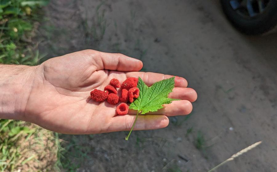 thimbleberries