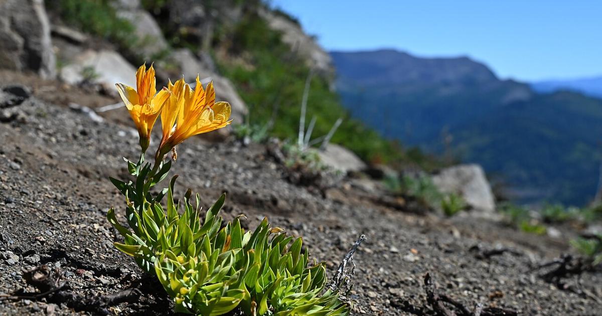 alstroemeria in mountains