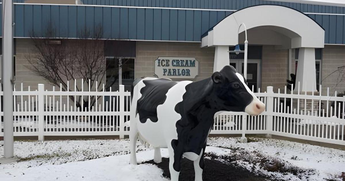 Cow statue at ice cream store