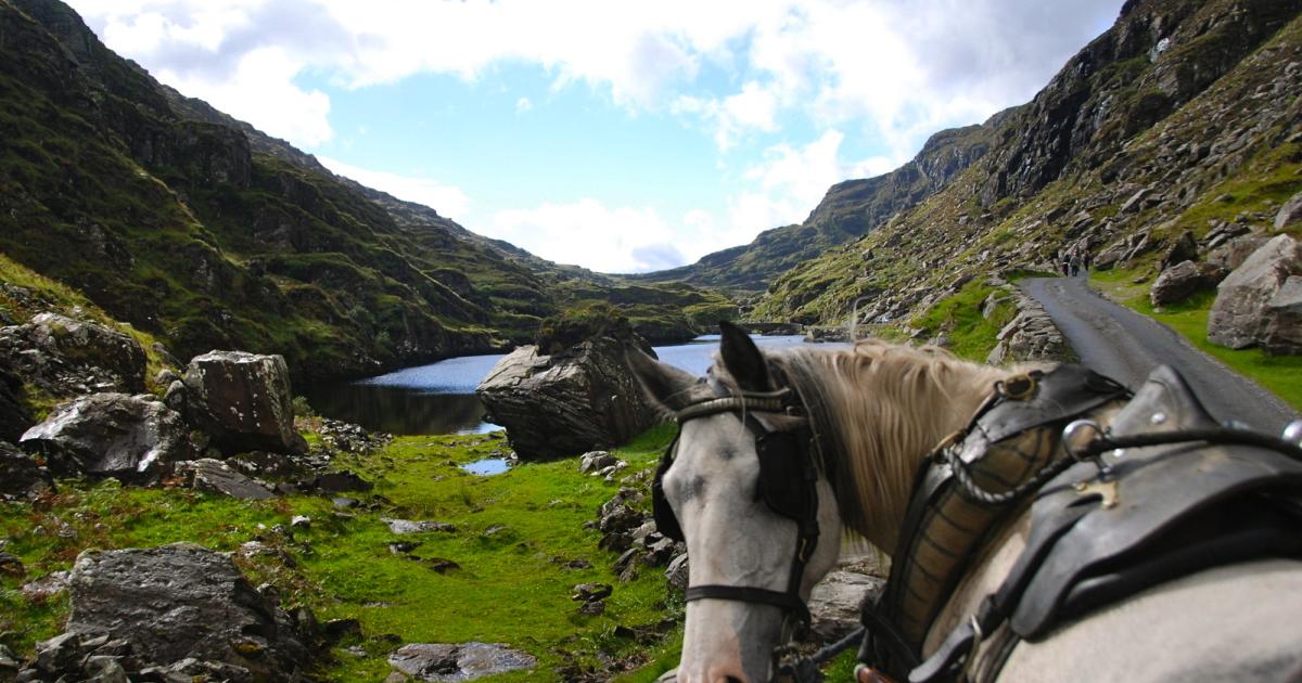 Horse in Gap of Dunloe, Ireland