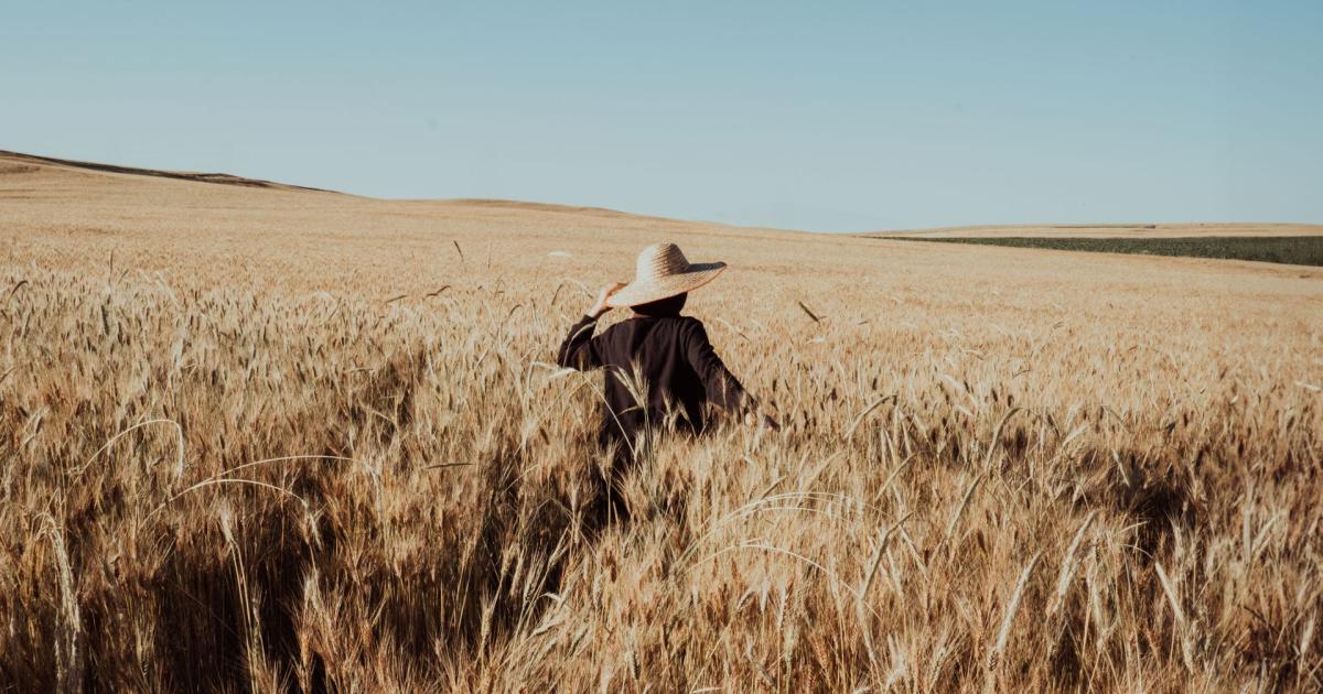 A lone woman in a wide-brimmed straw hat walks through a sunlit wheat field