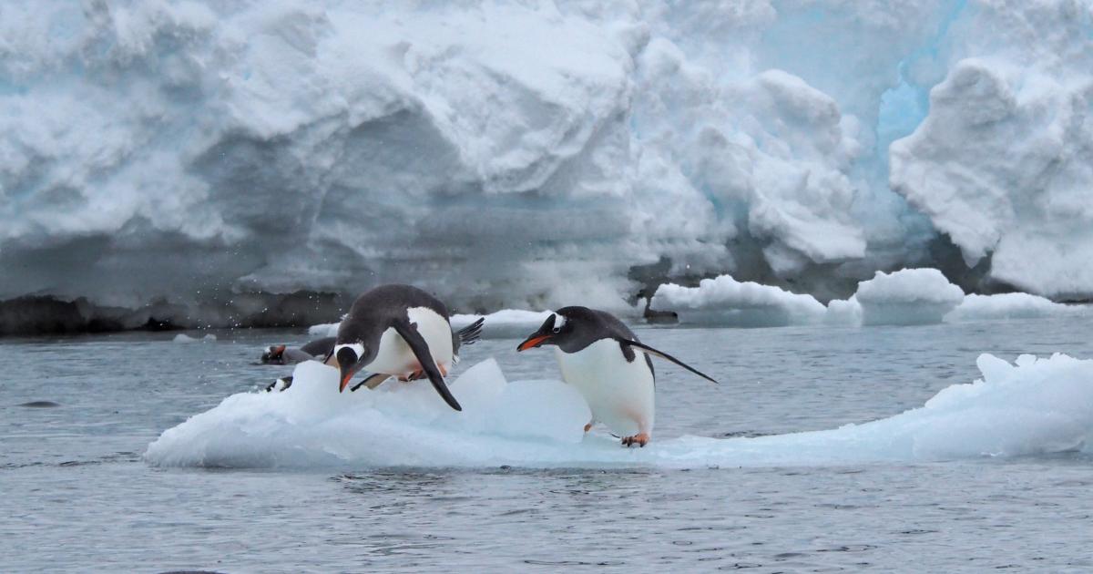penguins leaping off an iceberg