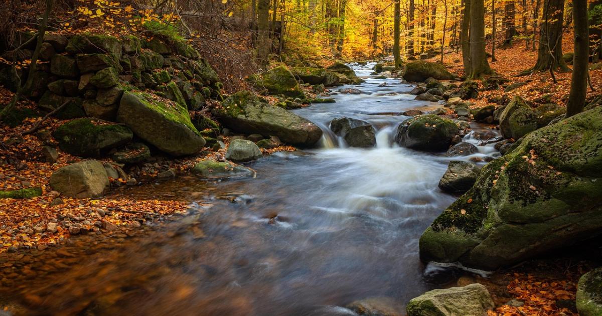 autumn foliage on a river