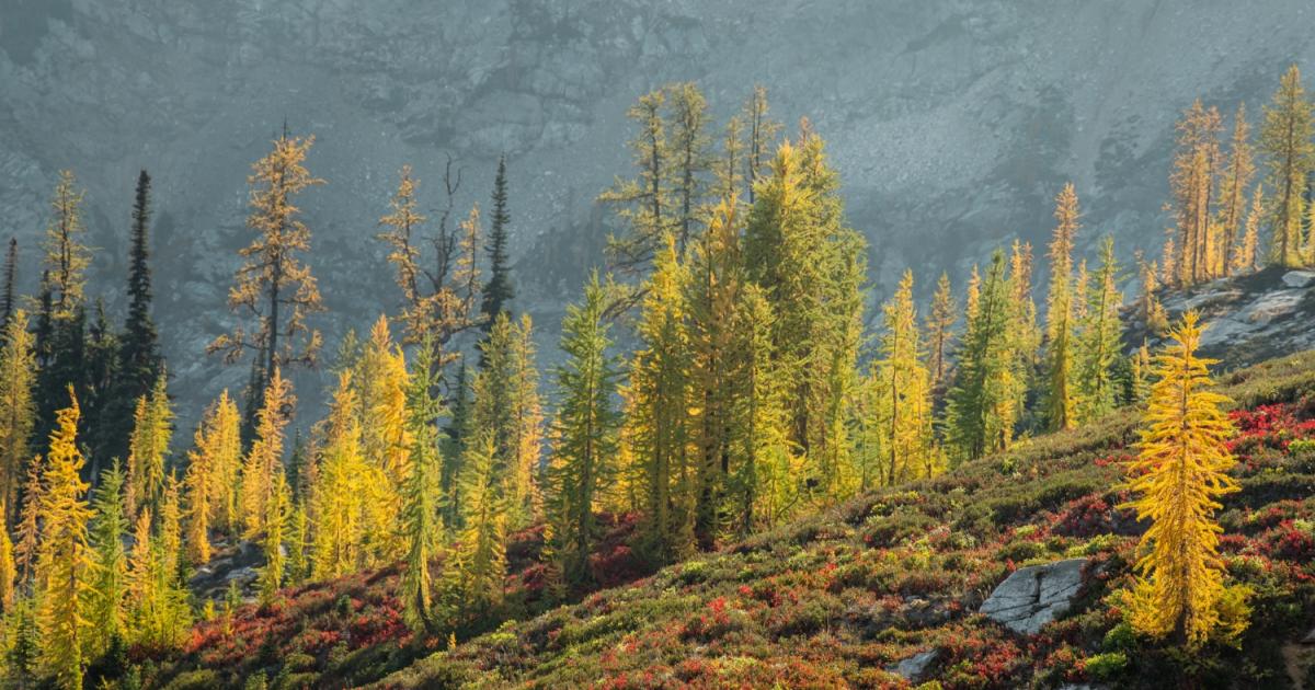 autumn larch