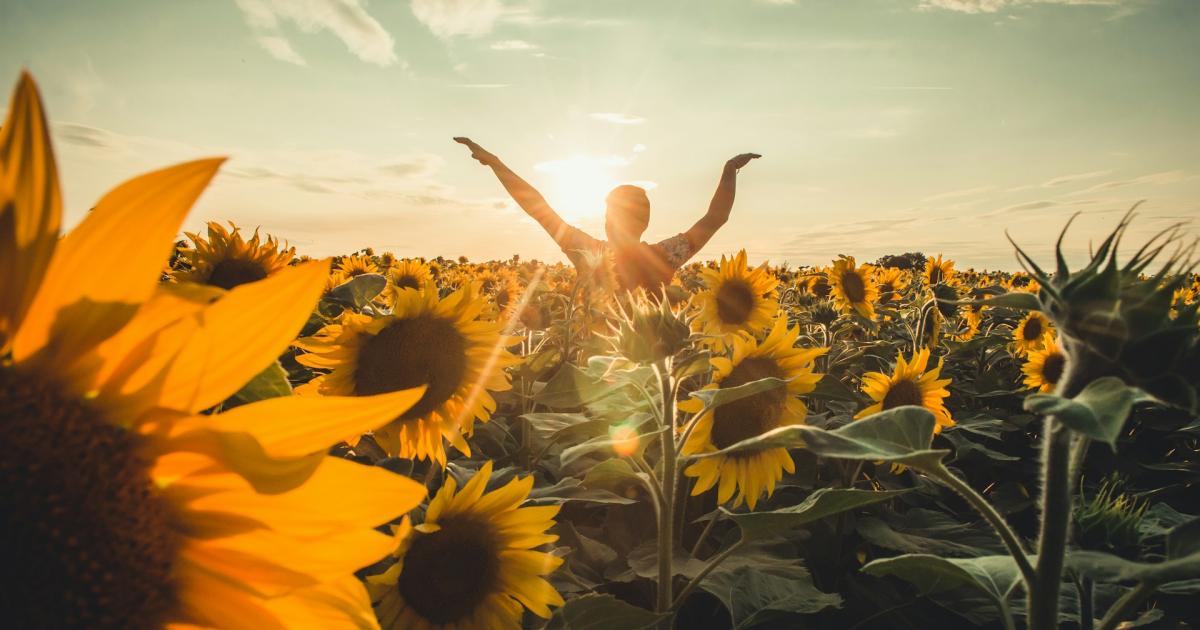 sunflower field